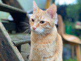 Choupi, chat roux tigré à adopter en association