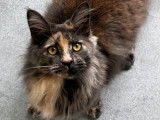Chatonne Maine Coon à vendre
