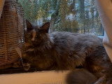 Chatonne Maine Coon à vendre