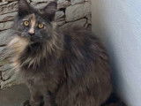Chatonne Maine Coon à vendre