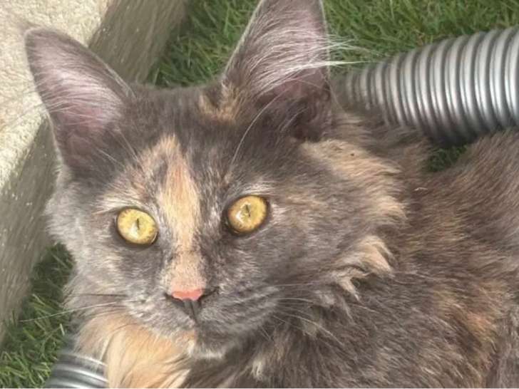 Chatonne Maine Coon à vendre