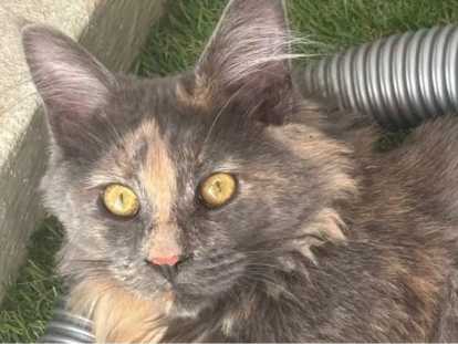 Chatonne Maine Coon à vendre