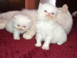 Chatons de type Persan à vendre