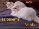 Chatons de type Persan à vendre