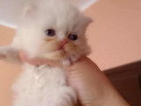 Chatons de type Persan à vendre