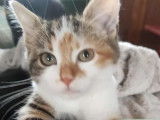 Wally, chatonne tricolore à adopter