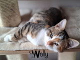 Wally, chatonne tricolore à adopter
