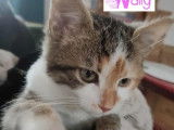 Wally, chatonne tricolore à adopter
