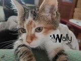 Wally, chatonne tricolore à adopter