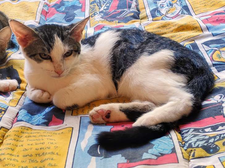 Abel, chaton blanc et noir à adopter en association