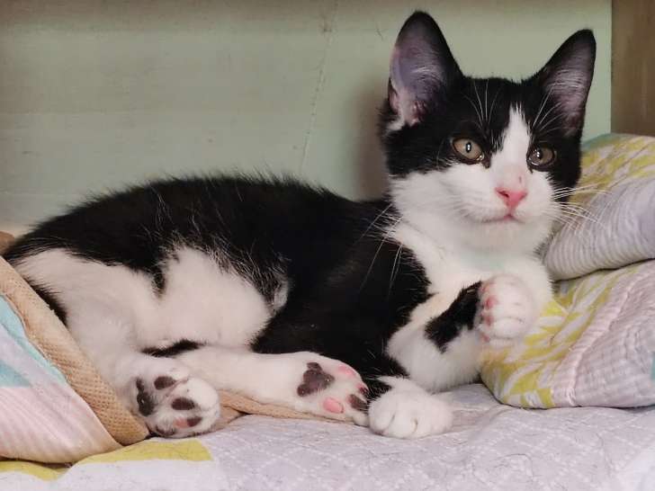 Aldo, chaton à adopter en association