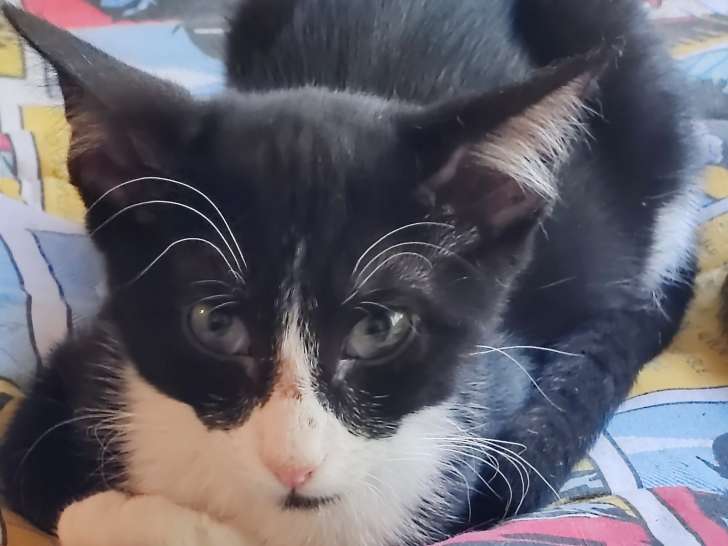 Apollo, chaton à adopter en association