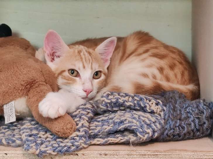 Atlas, chaton à adopter en association