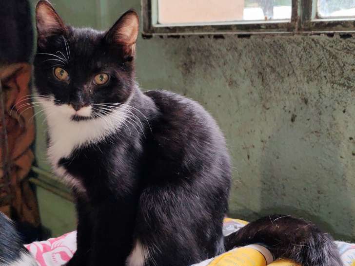 Ava, chatonne noir et blanc à adopter en association