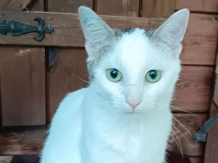 Oscar, chat à adopter en association