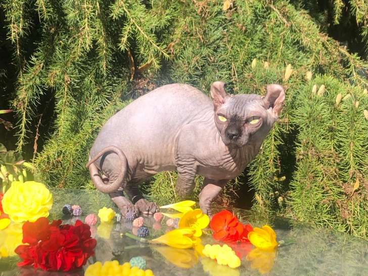 Chat Elf-Cat noir mâle de 18 mois à vendre