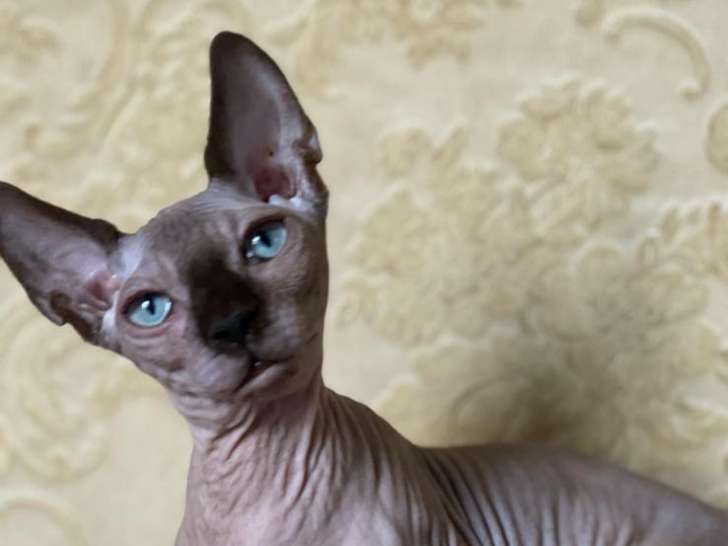 Chat Sphynx Bambino noir mâle à vendre