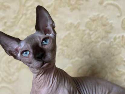 Chat Sphynx Bambino noir mâle à vendre