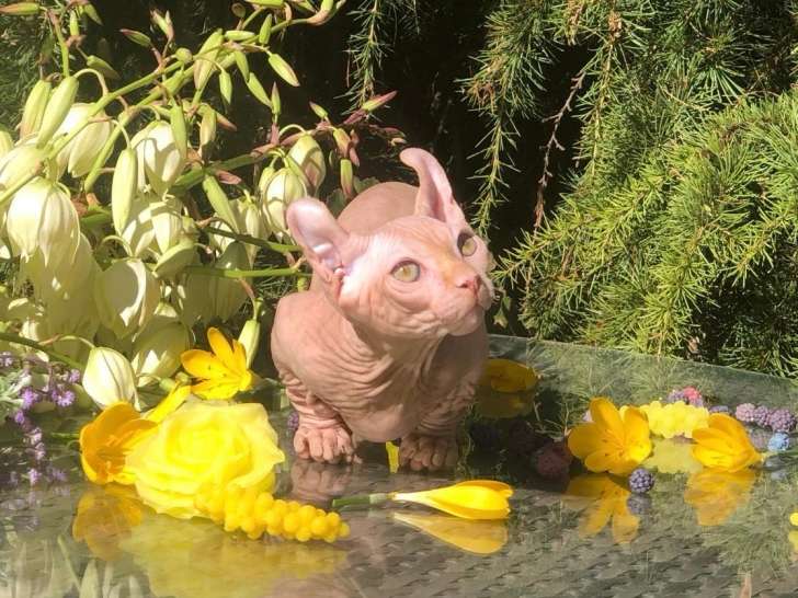 Chat Sphynx Bambino