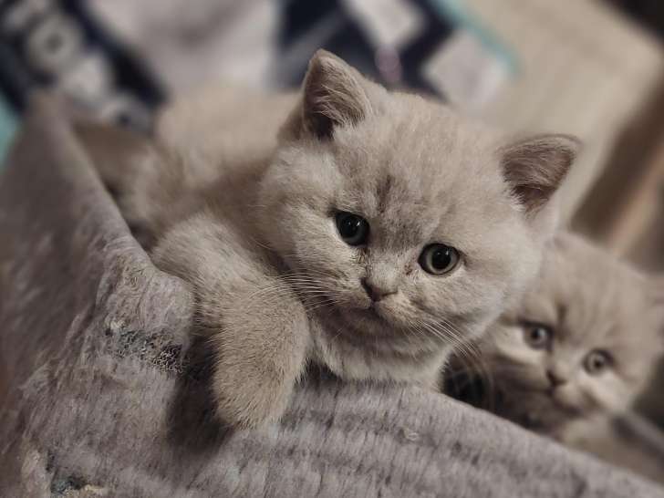 Chatons British Shorthair lilac et  Silver Lilac à vendre