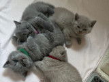 Chatons British Shorthair lilac et  Silver Lilac à vendre