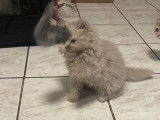 Chatons British Shorthair lilac et  Silver Lilac à vendre