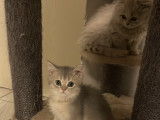 Chatons British Shorthair lilac et  Silver Lilac à vendre