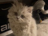Chatons British Shorthair lilac et  Silver Lilac à vendre