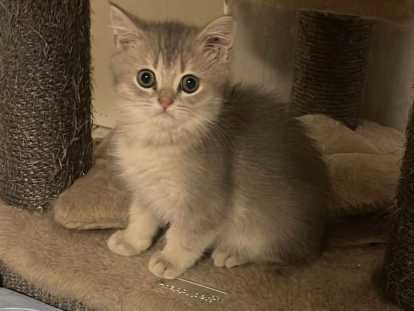 Chatons British Shorthair lilac et  Silver Lilac à vendre