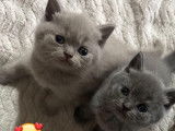 Chatons British Shorthair lilac et  Silver Lilac à vendre
