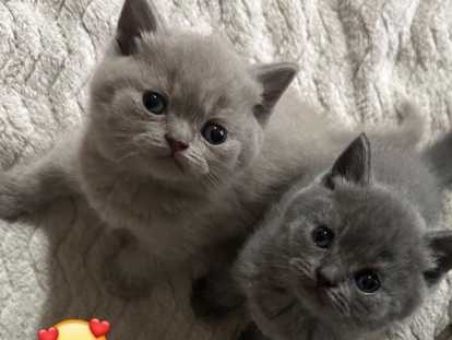 Chatons British Shorthair lilac et  Silver Lilac à vendre