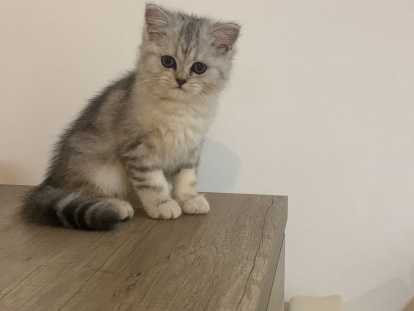 Chatons British Shorthair lilac et  Silver Lilac à vendre