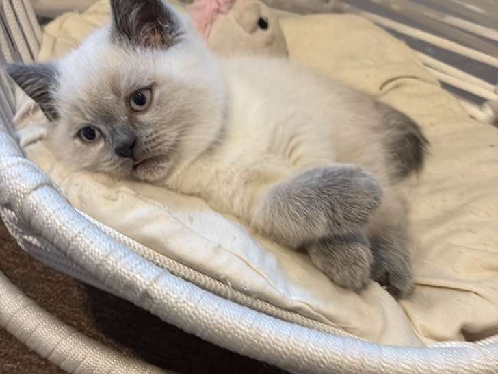 Chatons British Shorthair bluepoint