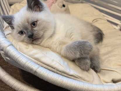 Chatons British Shorthair bluepoint