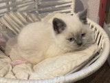 Chatons British Shorthair bluepoint