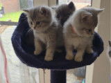 Chatons British Shorthair bluepoint