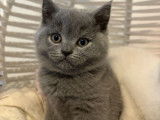 Chatons British Shorthair