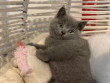 Chatons British Shorthair