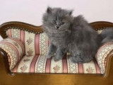 Chatons British Longhair