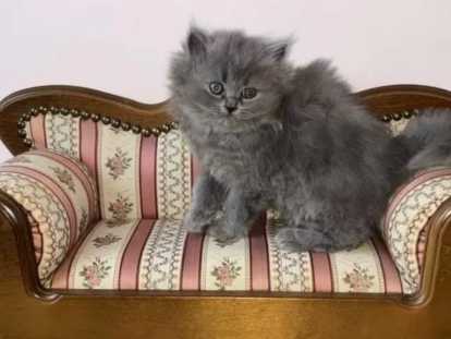 Chatons British Longhair