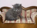 Chatons British Longhair