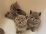 Chatons British Lilac