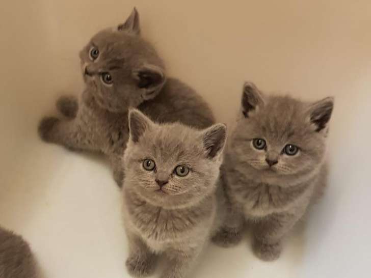 Chatons British Lilac