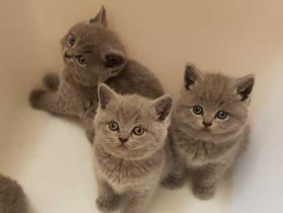 Chatons British Lilac