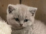 Chatons British Lilac