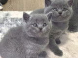 Chatons British Lilac bleu