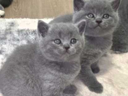 Chatons British Lilac bleu