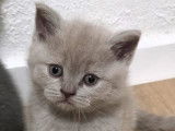 Chatons British Lilac bleu