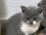 Chatons British Lilac bleu