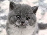 Chatons British Lilac bleu